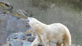 Pětinásobná zasloužilá matka, lední medvědice Cora (22), si v brněnské zoo od neděle užívá nový bazén s vodopádem.