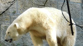 Medvědice Cora je oblíbeným obyvatelem Zoo Brno.