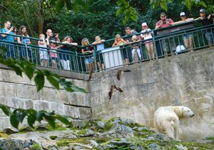 Kvůli nestabilnímu svahu nad výběhem neuvidí návštěvníci brněnské zoo populární medvědici Coru až do konce příštího roku.