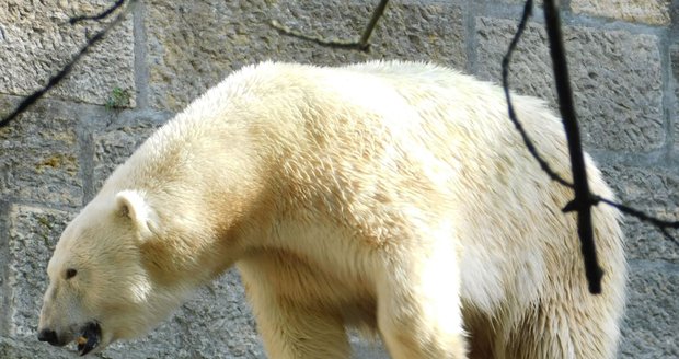 Pětinásobná zasloužilá matka, lední medvědice Cora (22), si v brněnské zoo od neděle užívá nový bazén s vodopádem.