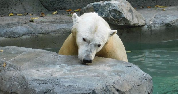 Medvědice Cora je oblíbeným obyvatelem Zoo Brno.
