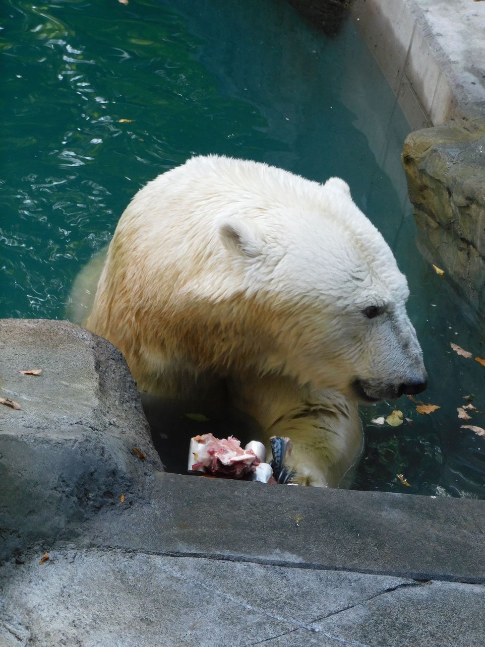 Pětinásobná zasloužilá matka, lední medvědice Cora (22), si v brněnské zoo od neděle užívá nový bazén s vodopádem.