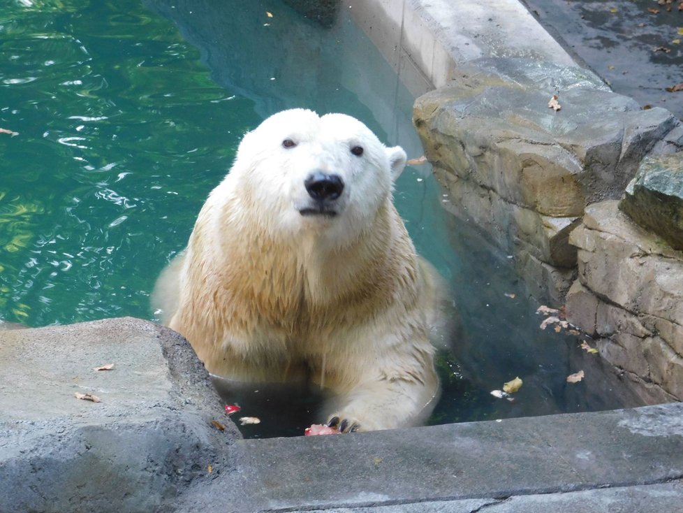 Pětinásobná zasloužilá matka, lední medvědice Cora (22), si v brněnské zoo od neděle užívá nový bazén s vodopádem.