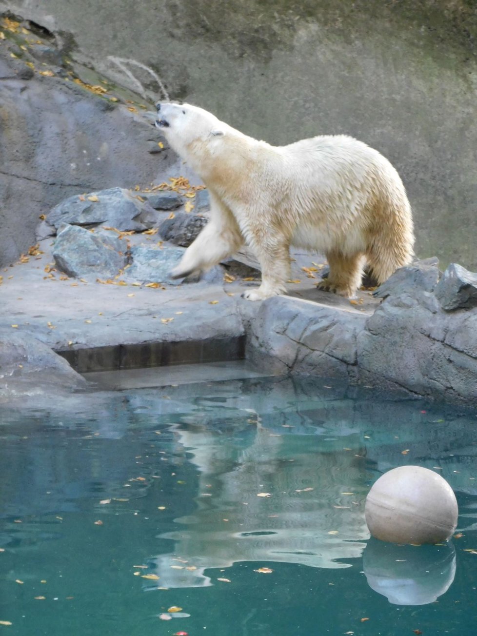 Pětinásobná zasloužilá matka, lední medvědice Cora (22), si v brněnské zoo od neděle užívá nový bazén s vodopádem.