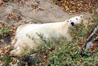 Lední medvědice Cora: Bude rodit! Nežere a nesmí k ní návštěvníci, ani chovatelé