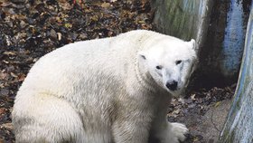 Lední medvědice Cora se dočká nového partnera.