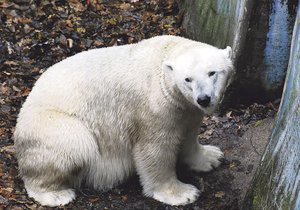 Lední medvědice Cora se dočká nového partnera.