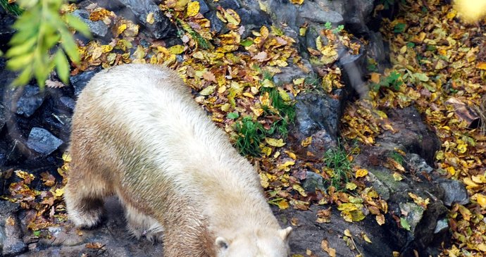 Lední medvědice Cora zůstává ve výběhu, ale měla by každým dnem porodit medvídky