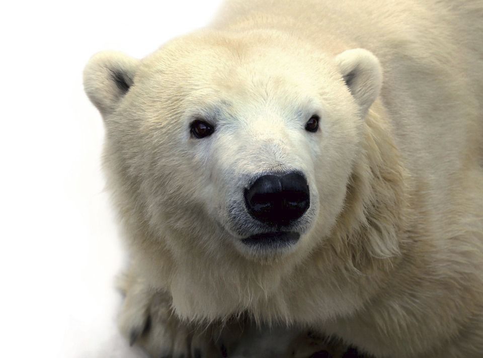 Výměna v Zoo Praha: Méďa Tom míří za nevěstou! Do Česka přijedou bratři z Polska . (ilustrační foto)