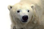 Miroslav Bobek, ředitel pražské zoo, oznámil, že zemřela lední medvědice Bora.
