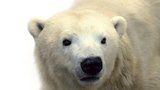 V Zoo Praha utratili lední medvědici Boru: „Prodělala zřejmě druhou mrtvici a ochrnula,“ uvedla zahrada 