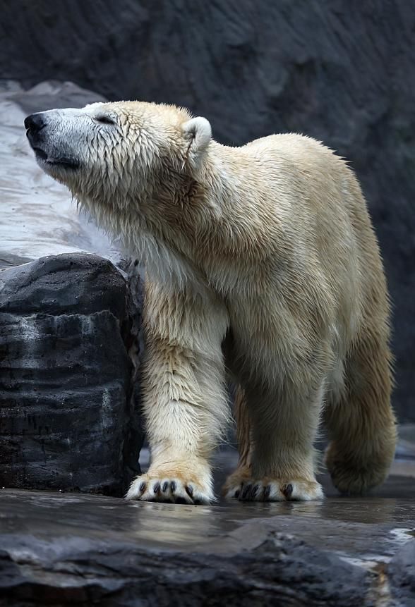 Medvědice Cora ve výběhu v brněnské zoo