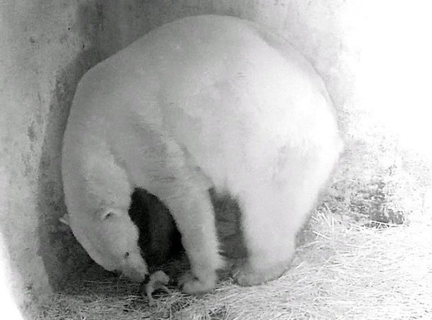 Záběr z porodního boxu: mládě je vidět dole u nohou matky.