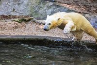 Medvědí hvězda brněnské zoo Noria míří do Rostocku: Bude zachraňovat svůj druh