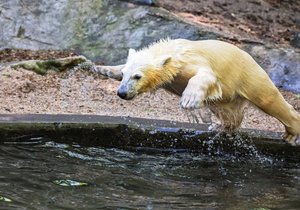 Neposednou medvědici Noriu si návštěvníci brněnské zoologické zahrady oblíbili. Teď se bude v rámci evropského záchovného programu stěhovat do německého Rostocku.