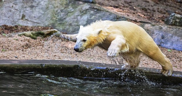 Medvědí hvězda brněnské zoo Noria míří do Rostocku: Bude zachraňovat svůj druh