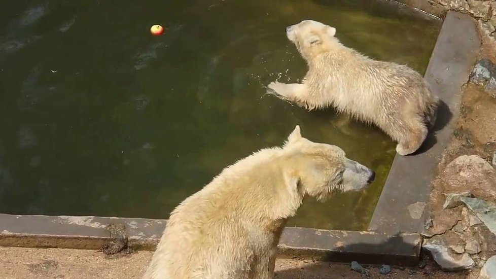 Neposednou medvědici Noriu si návštěvníci brněnské zoologické zahrady oblíbili. Teď se bude v rámci evropského záchovného programu stěhovat do německého Rostocku.