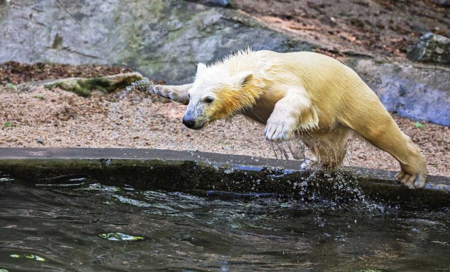 Neposednou medvědici Noriu si návštěvníci brněnské zoologické zahrady oblíbili.