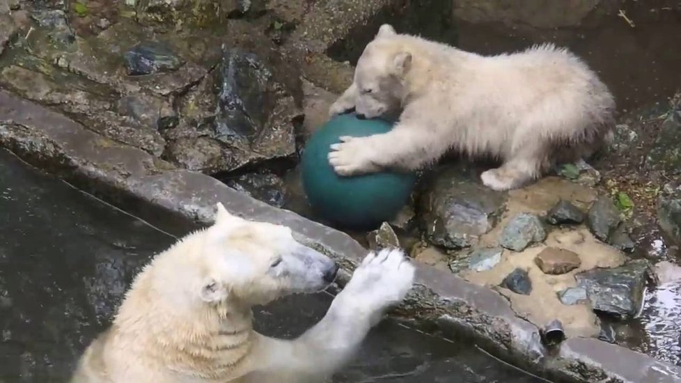 Neposednou medvědici Noriu si návštěvníci brněnské zoologické zahrady oblíbili. Teď se bude v rámci evropského záchovného programu stěhovat do německého Rostocku.