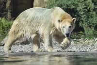 Medvědice Noria odjela z Brna do Rostocku: Dlouhou cestu zvládla v pohodě, teď už okukuje partnera