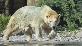 Tříletá Noria si už užívá vodních radovánek v novém domově. Na severu Německa by měla založit se svým novým partnerem Akiakem rodinu.