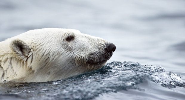 Medvědí podpis: Jak se značkuje led a sníh