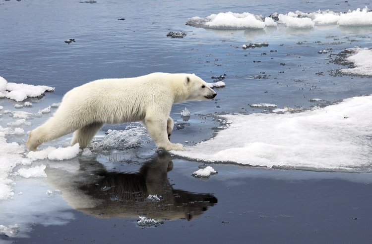 Lední medvěd čelí úbytku ledu, který způsobily klimatické změny