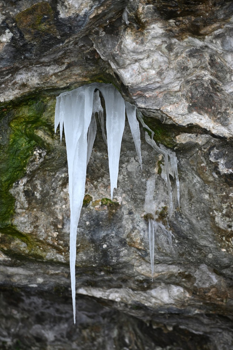 V některých jeskyních Moravského krasu se po dvou teplých zimách znovu vytvořily ledové krápníky, takzvané ledouchy.