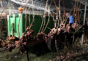 V třeskutém holomraze nasbírali Vajbarovi za pomocí 14 brigádníků v noci za svitu reflektorů z traktoru 1 760 kilo na kost zmrzlých hroznů pro ledové víno.