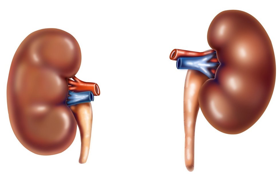 Víte, kde v těle najdete ledviny?