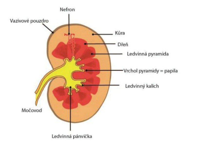 Ledviny