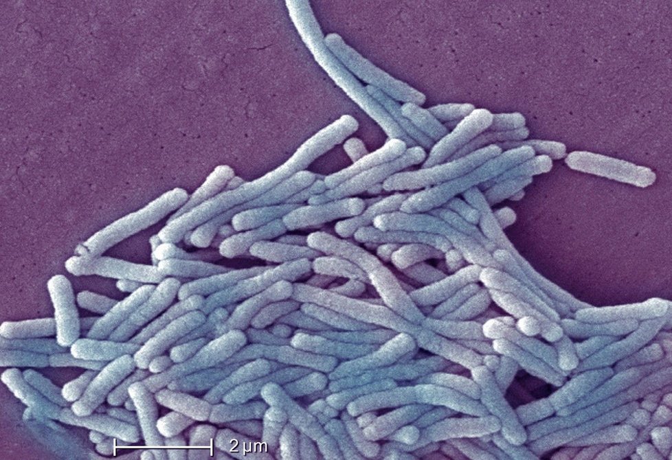 Bakterie rodu Legionella