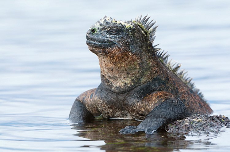 Leguáni mořští (Amblyrhynchus cristatus) žijí pouze na Galapágách