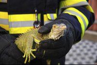 Kuriózní zásah pražských hasičů: Ze střechy sundávali leguána