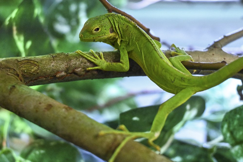 Leguány fidžijské najdete v jihlavské zoo v Tropickém pavilonu