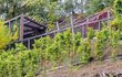 Pár hroznů nechají zahradníci na vinici viset pro volně žijící ptáky a hmyz.