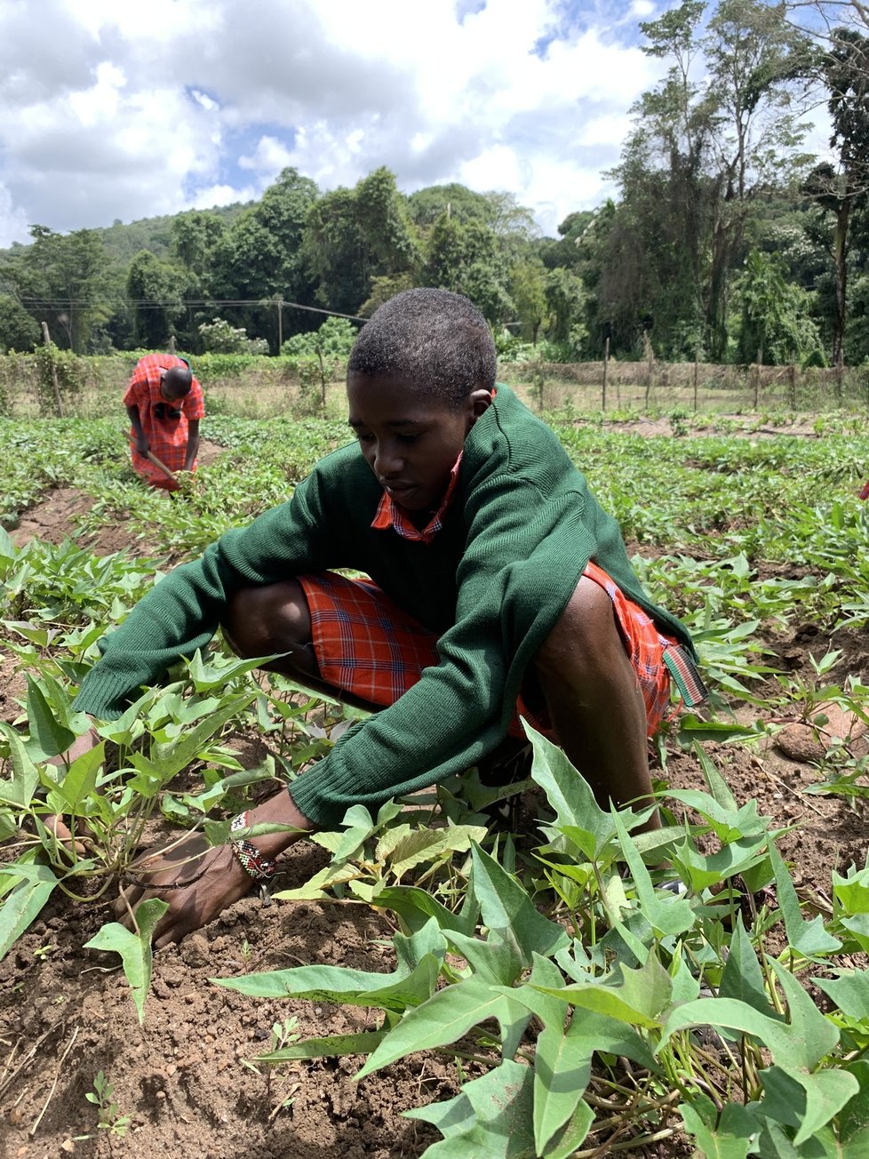 Na poli, projekt Shamba