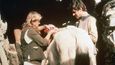 Koně byli velkými pomocníky také při práci Lékařů bez hranic v Afghánistánu v roce 1985.