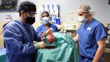 Muž z USA nosí srdce geneticky upraveného prasete. Pacient se podle lékařů cítí dobře