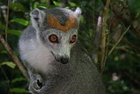 V Ostravě se narodil první lemur korunkatý v ČR!