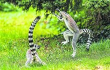 Akrobaté lemuři kata v Zoo Praha: Vzdušné tance!