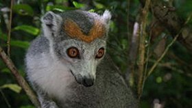 Lemur korunkatý - samička