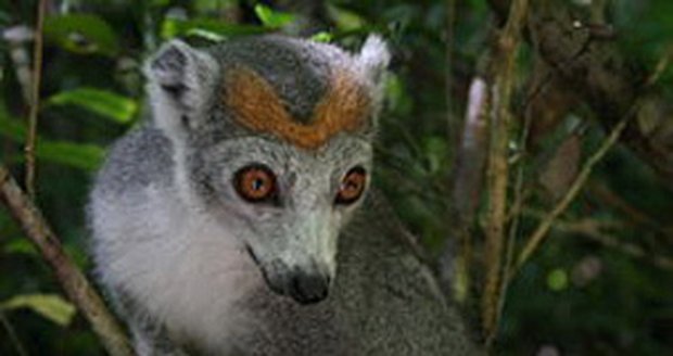 Lemur korunkatý - samička