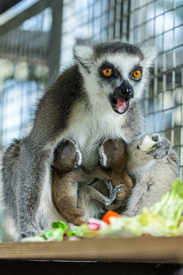 V pražské zoo se narodila lemuří dvojčata. Matka Móni přivedla své první mládě na svět loni.