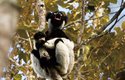 Indri mají rezonanční hrdelní vaky, jejich zpěv je slyšet až na vzdálenost 3 km