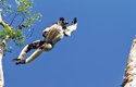 Lemuři indri dokážou jediným skokem překonat vzdálenost až 10 m