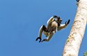 Lemuři indri dokážou jediným skokem překonat vzdálenost až 10 m