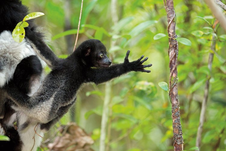 Jediné mládě lemura se rodí celé černé, přebarvovat se začíná ve věku půl roku