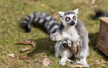Radost v olomoucké zoo: Na svět přišel lemur kata!