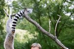 František Šusta během cvičení lemurů odměňuje Bílého ocáska i Fantomase rozinkami. Všechny cviky vycházejí z běžného pohybu zvířat v přírodě.